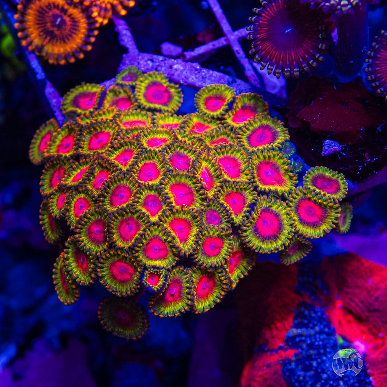 KH Sunburst Zoanthids