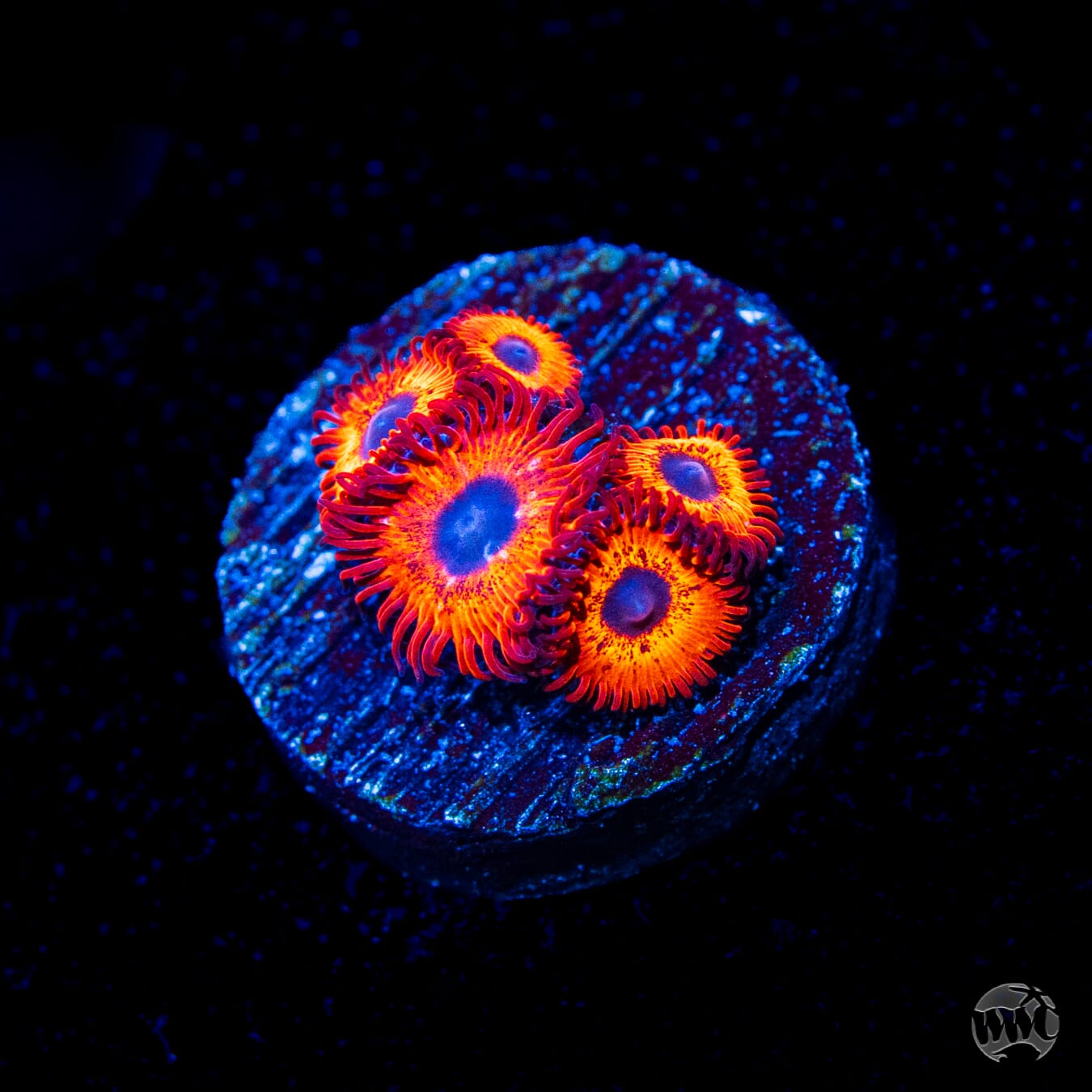 Kedds Reds Zoanthids