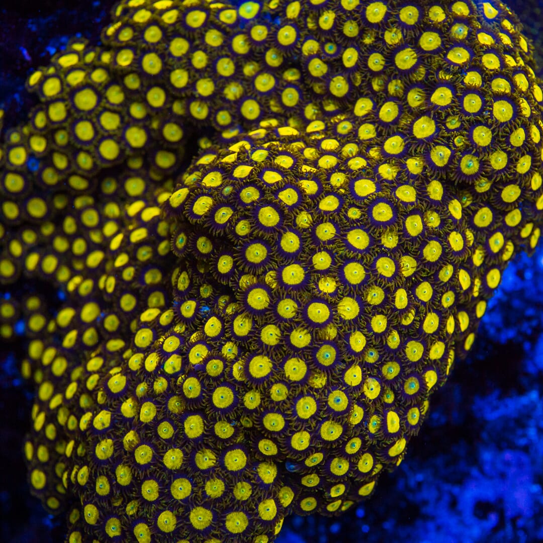 King Midas Zoanthids - Mother Colony
