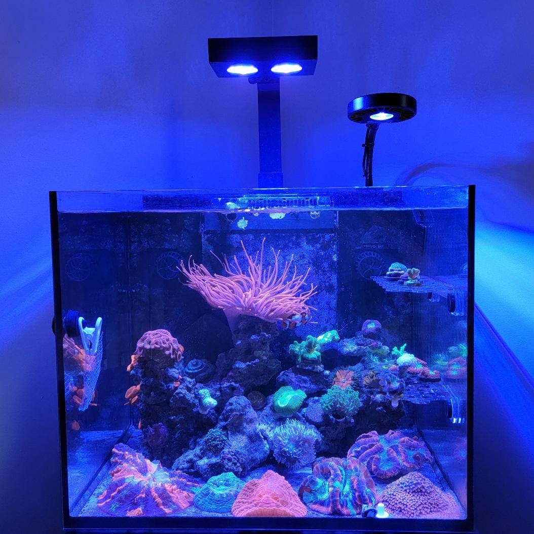 Kessil A80 Tuna Blue LED Aquarium Light