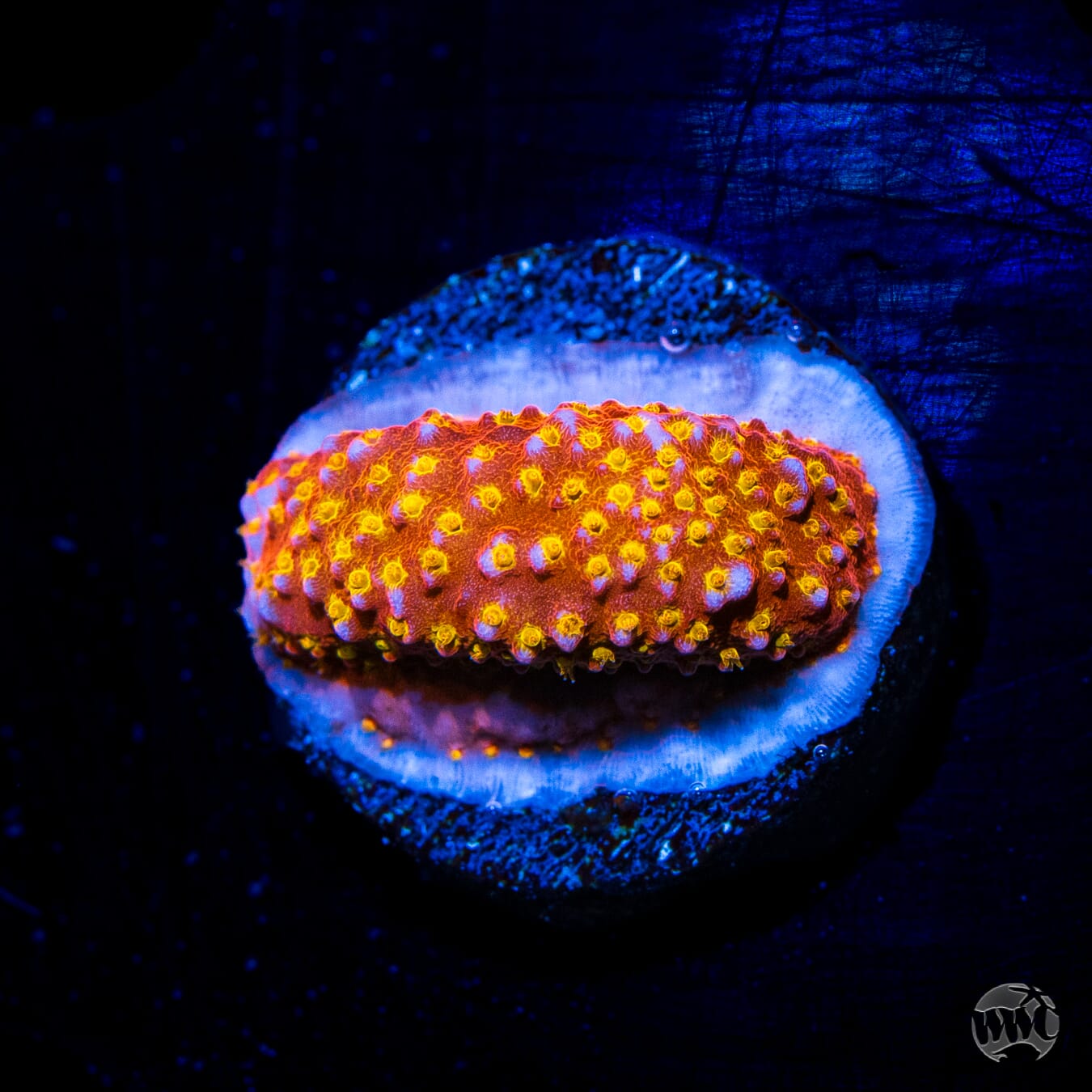 WWC Crimson Stylocoeniella