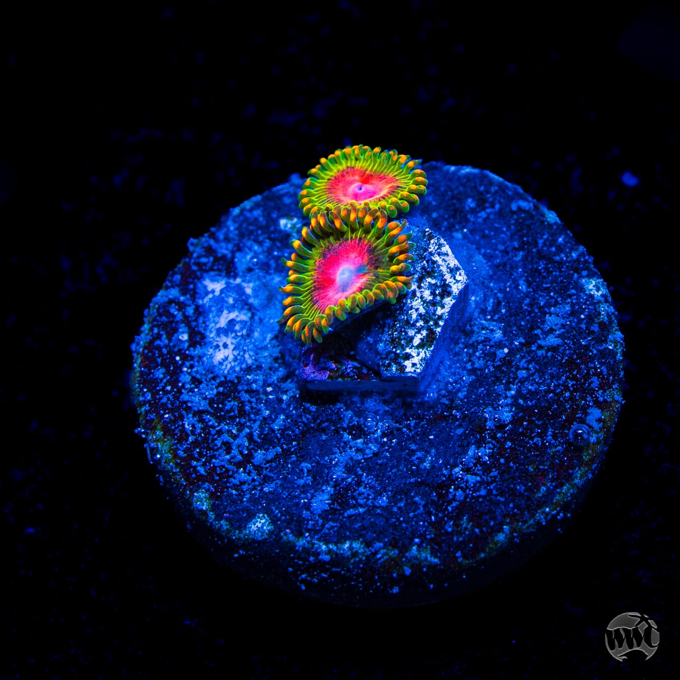 Awesome Blossom Zoanthids