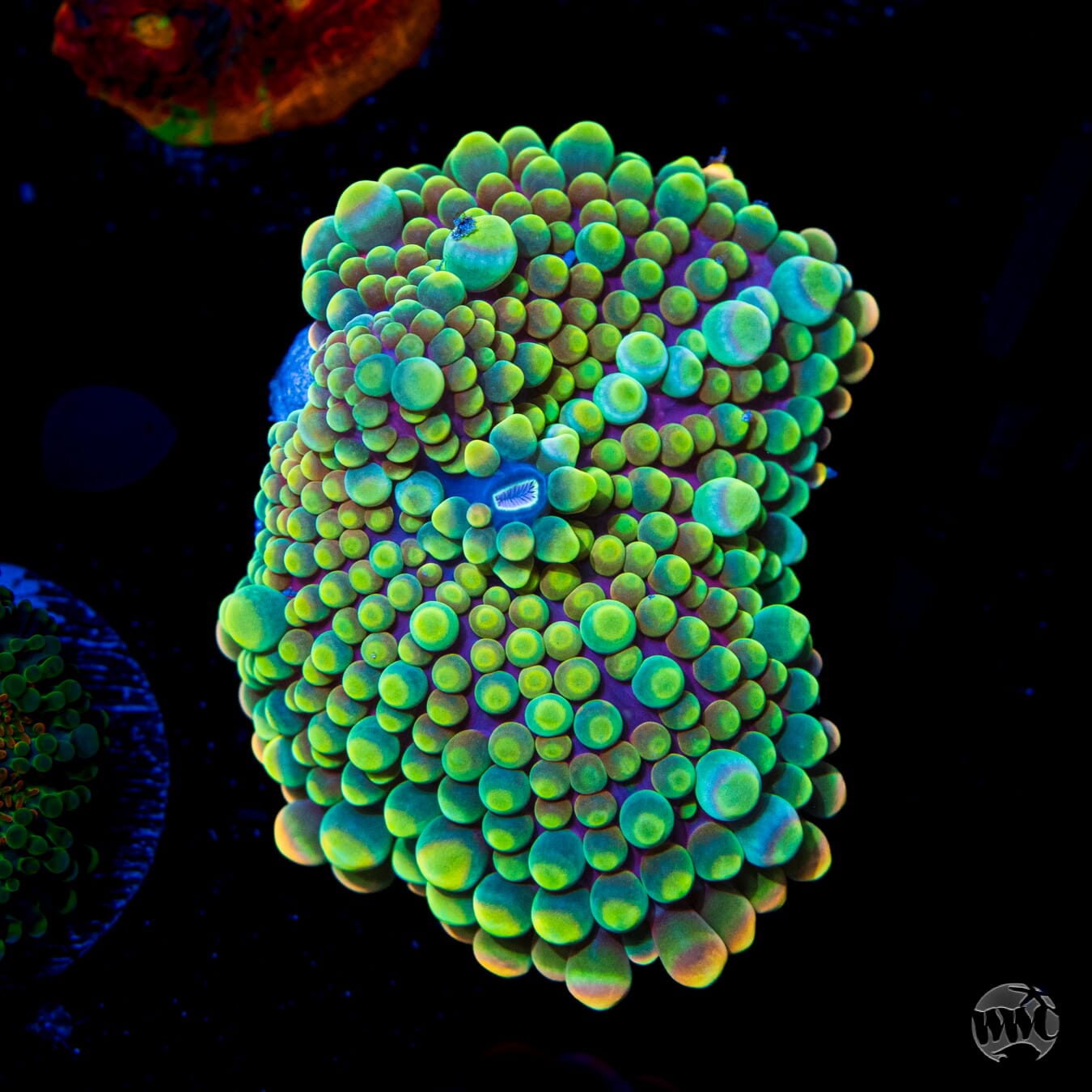 Bubbly Lemon Lime Yuma Mushroom