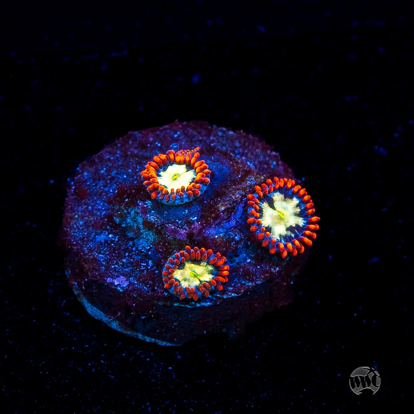 WWC Alpha Omega Zoanthids