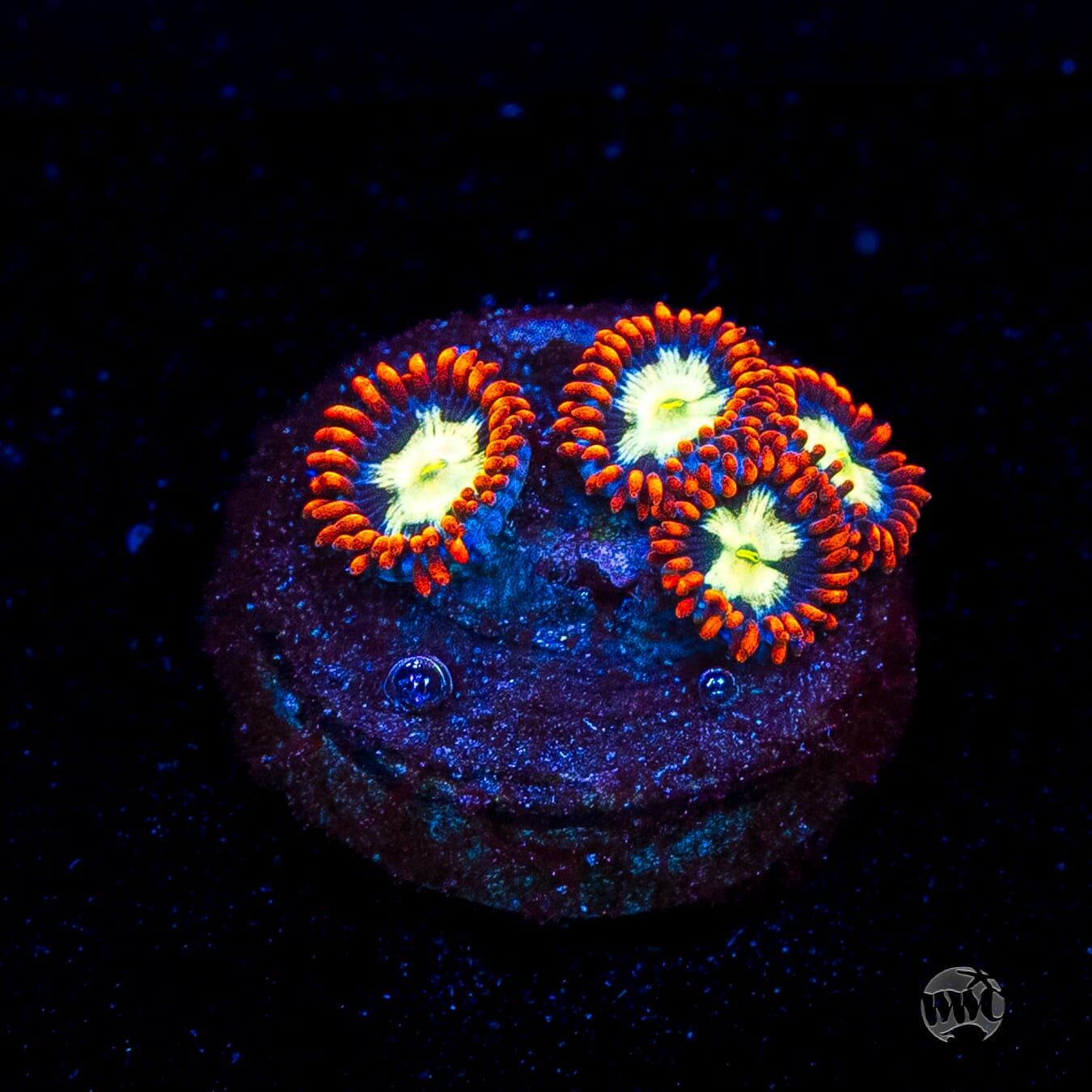 WWC Alpha Omega Zoanthids