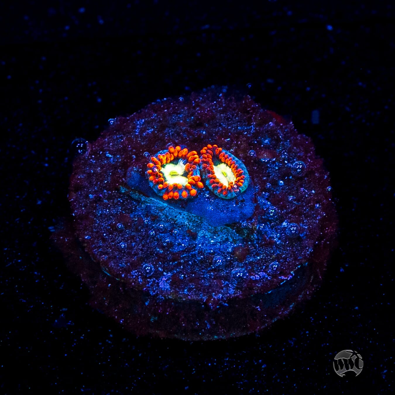 WWC Alpha Omega Zoanthids