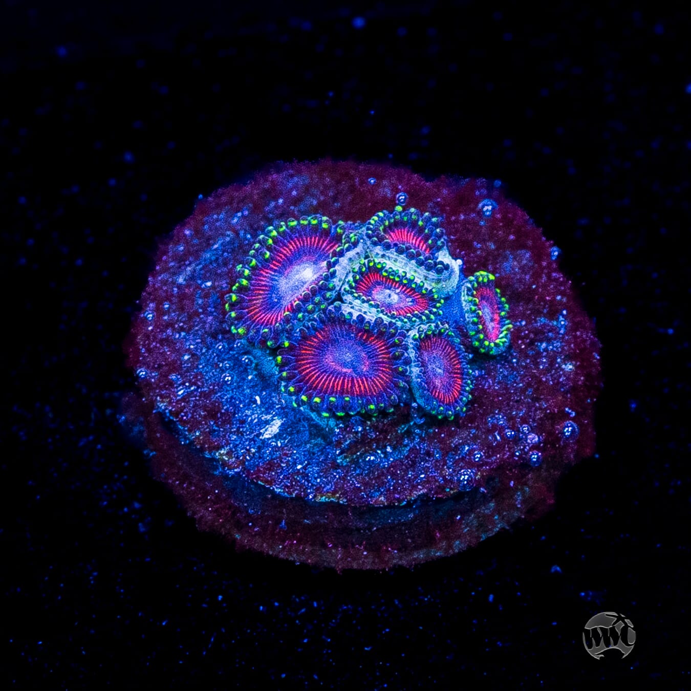 WWC Space Queen Zoanthids