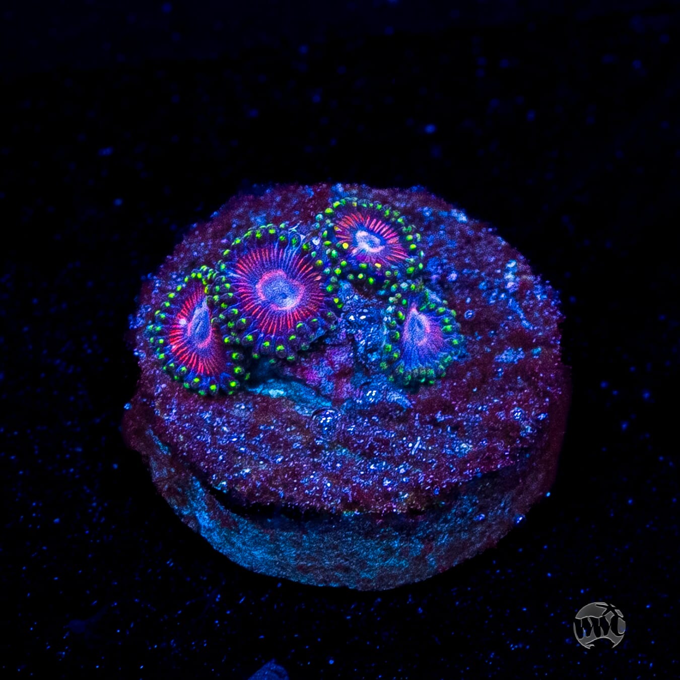 WWC Space Queen Zoanthids