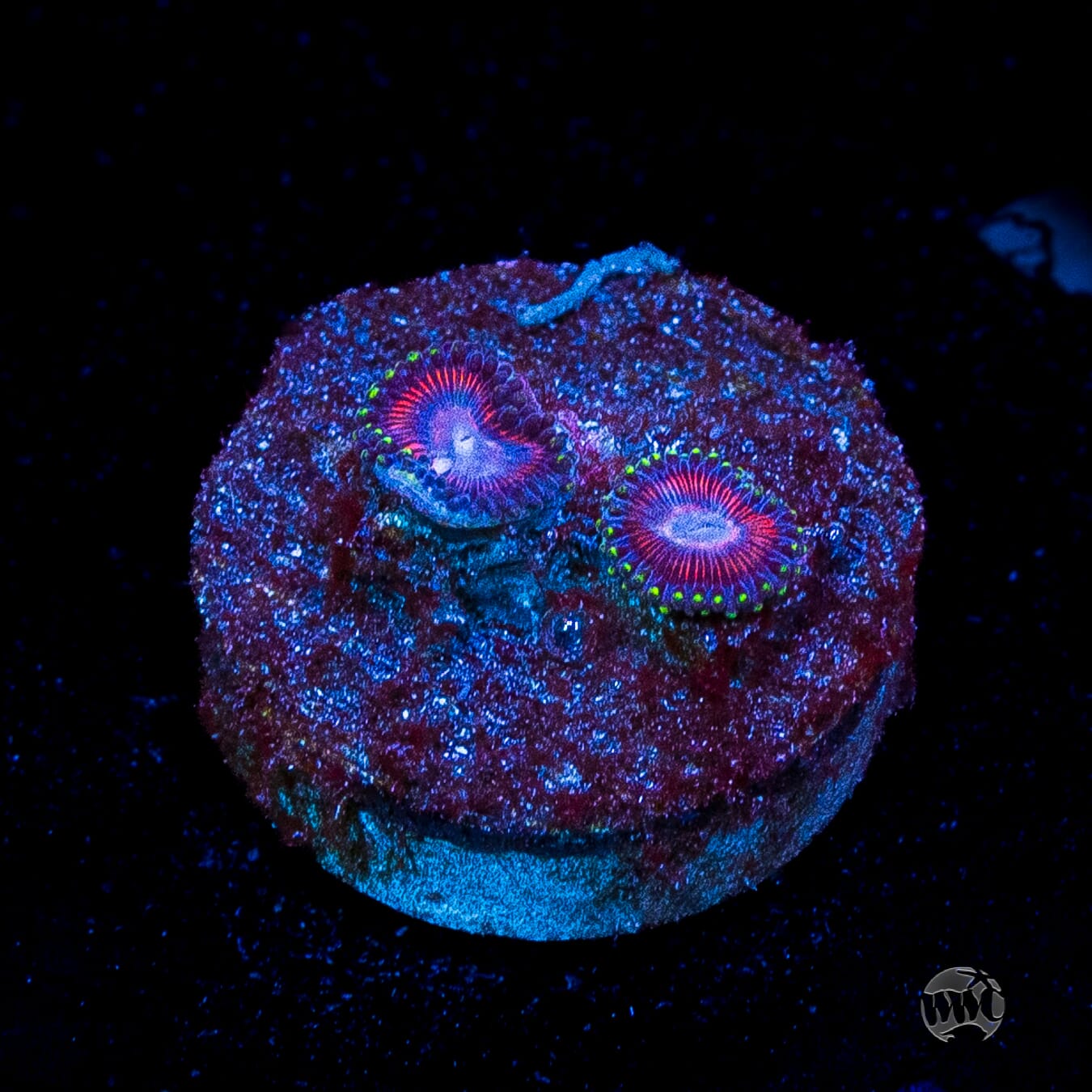 WWC Space Queen Zoanthids
