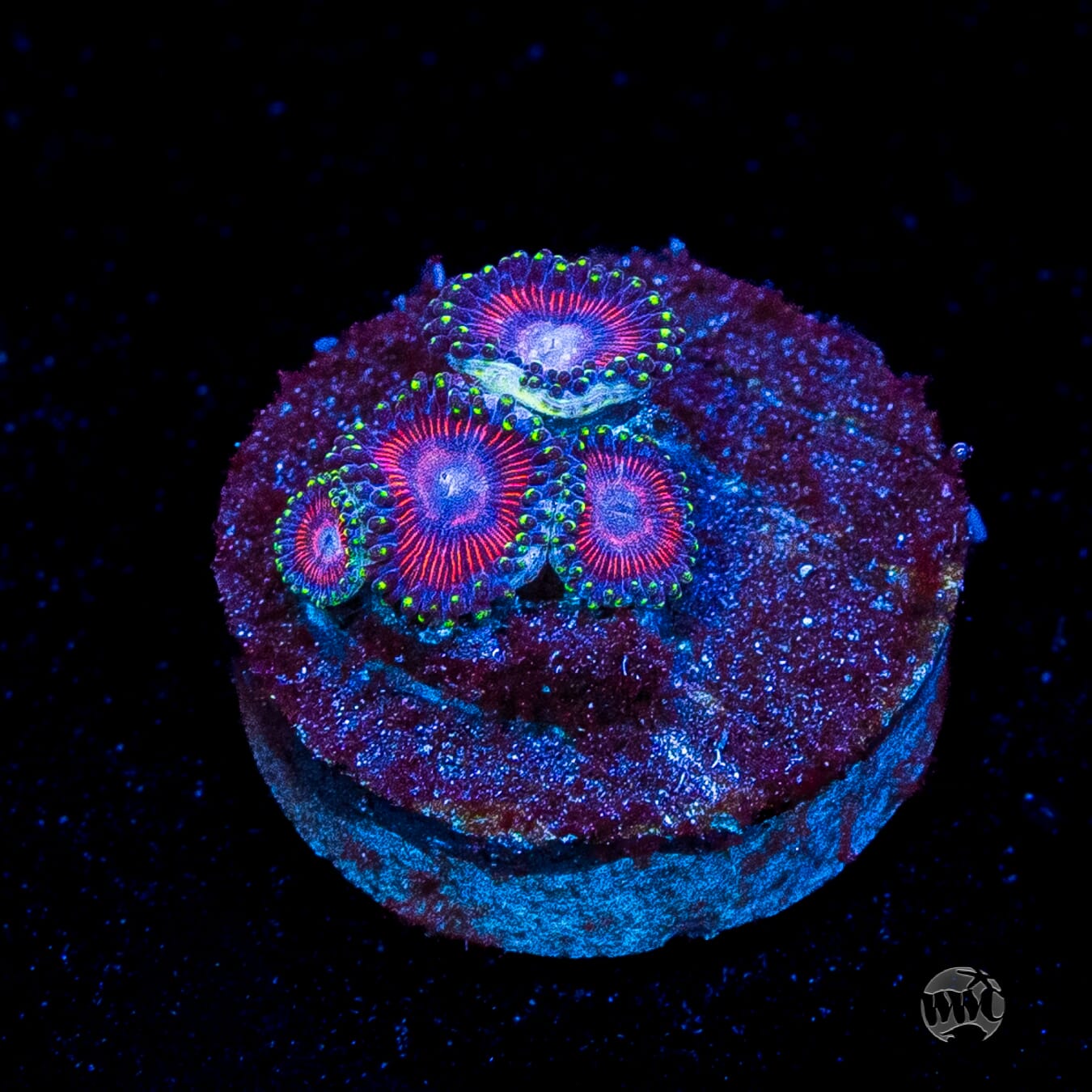 WWC Space Queen Zoanthids