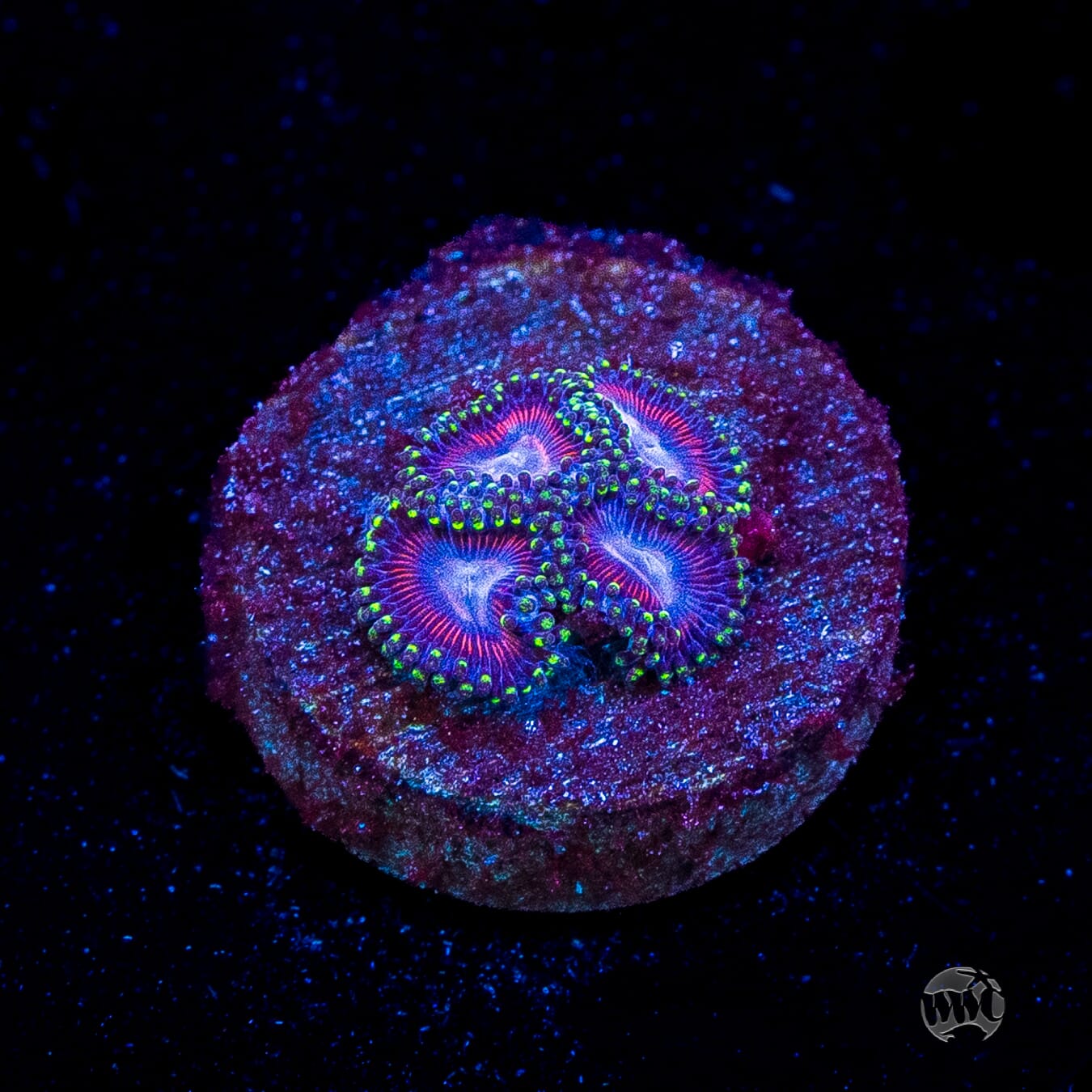 WWC Space Queen Zoanthids