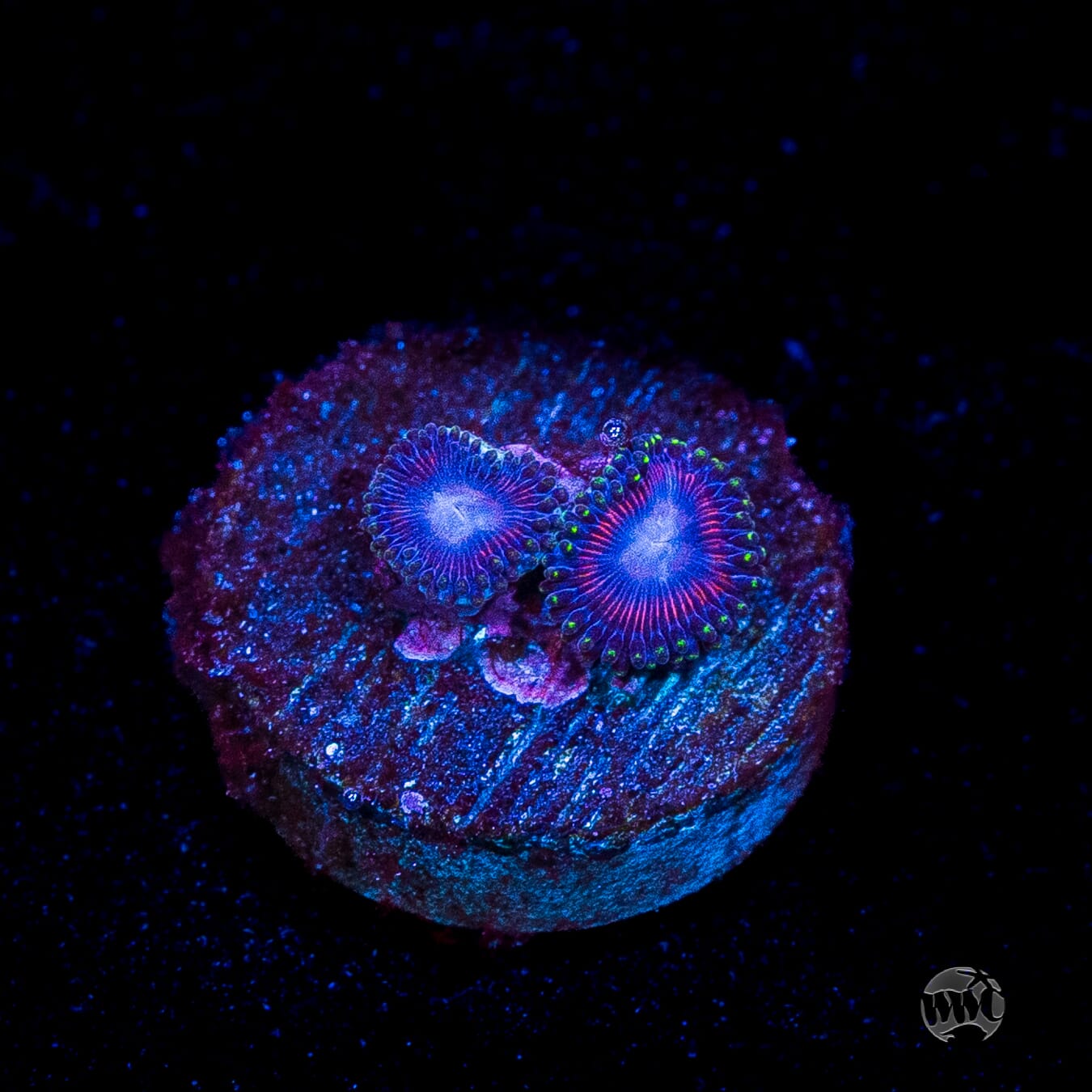 WWC Space Queen Zoanthids