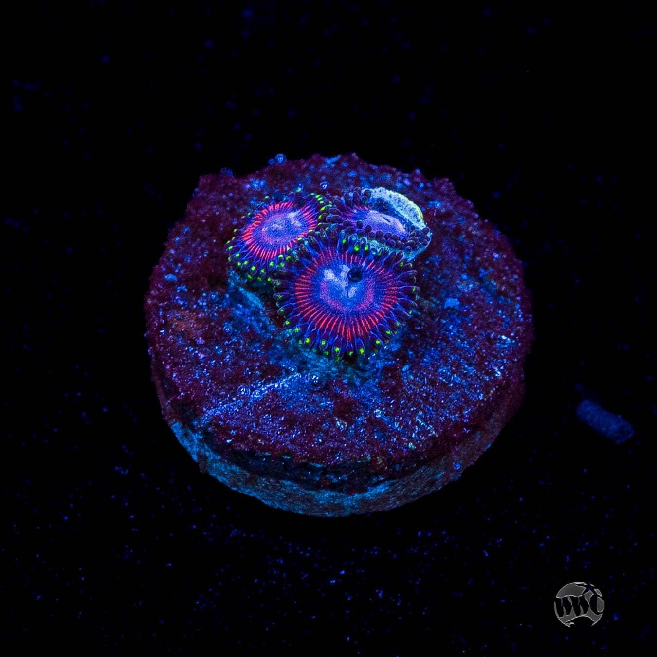 WWC Space Queen Zoanthids