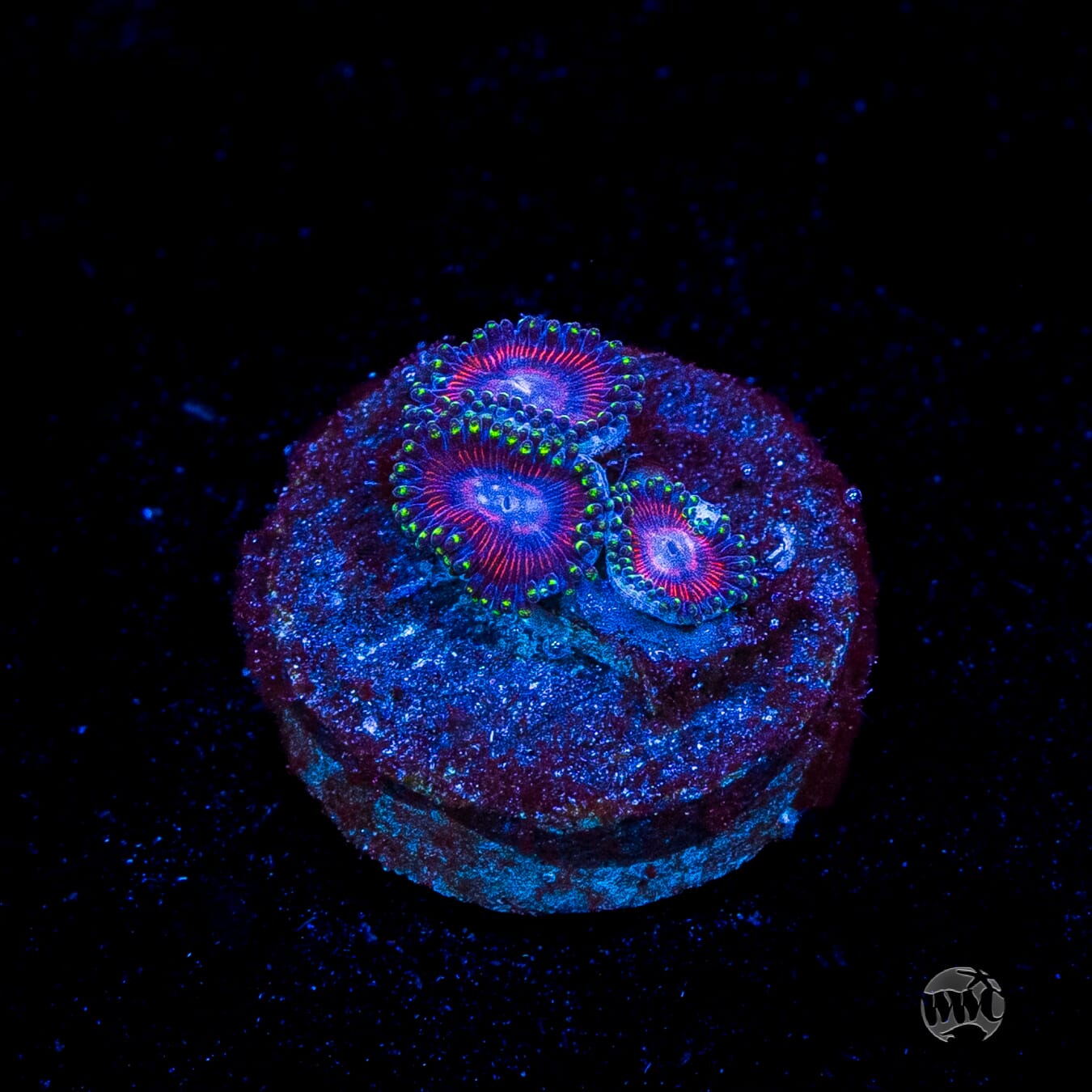 WWC Space Queen Zoanthids