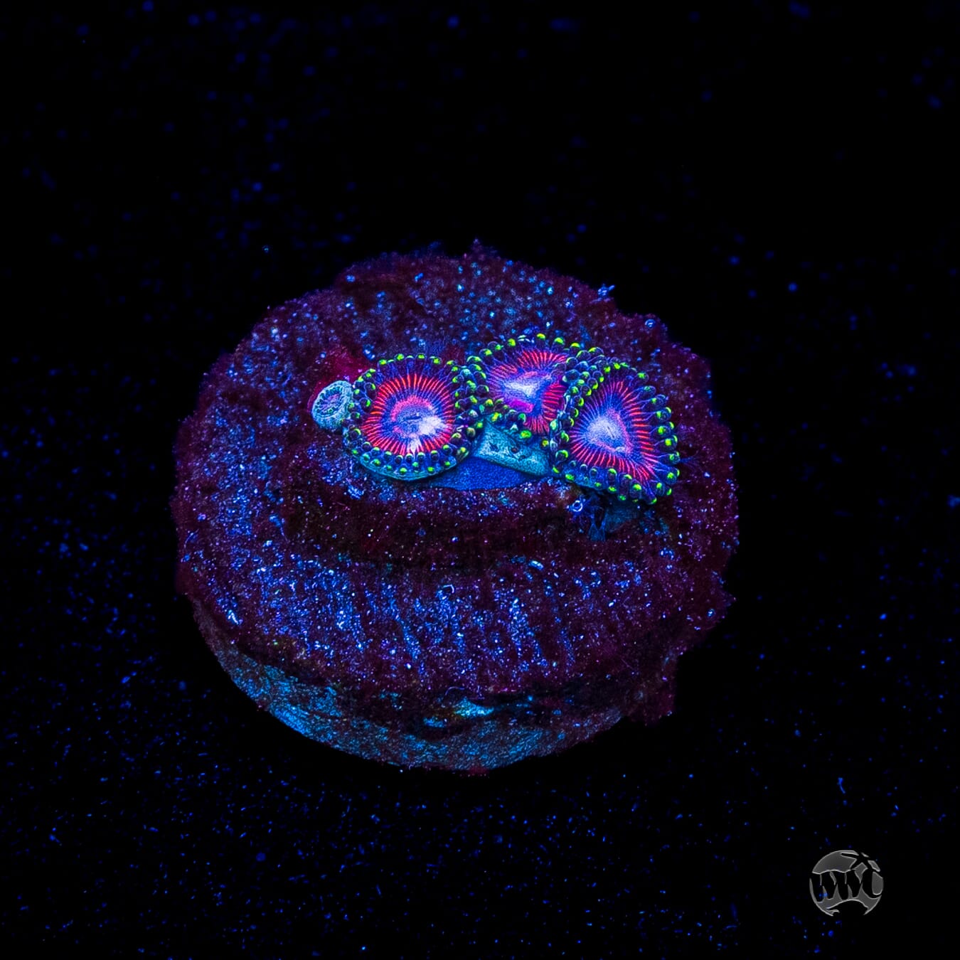 WWC Space Queen Zoanthids