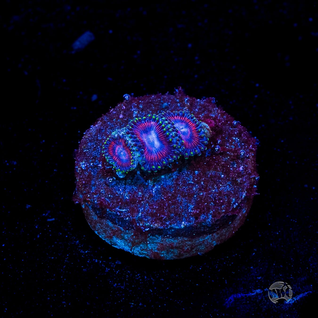 WWC Space Queen Zoanthids