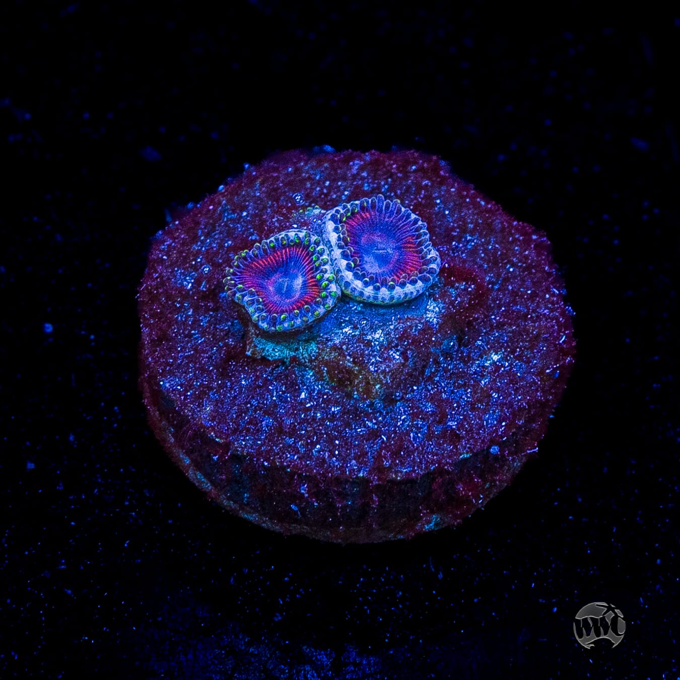 WWC Space Queen Zoanthids