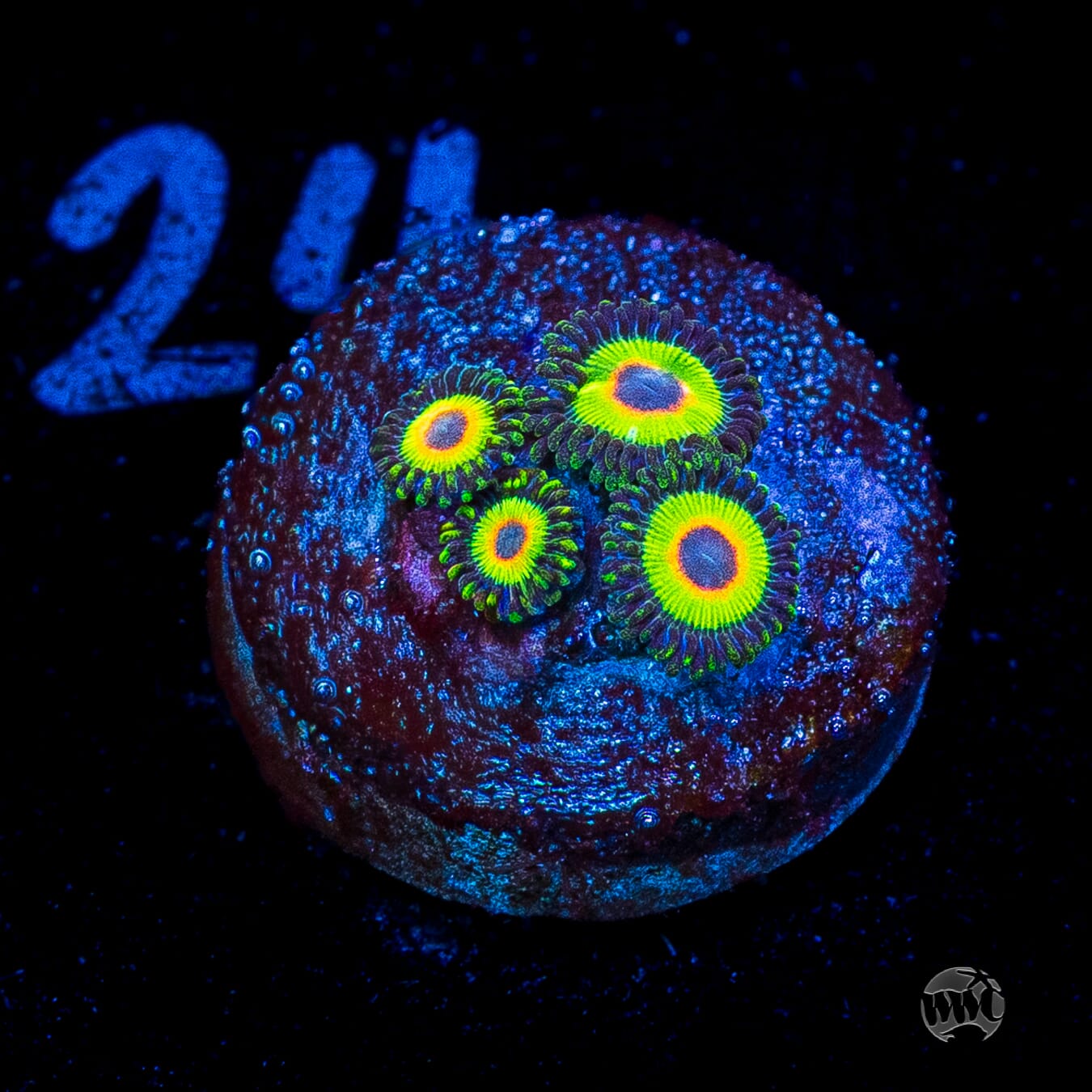 WWC Island Time Zoanthids