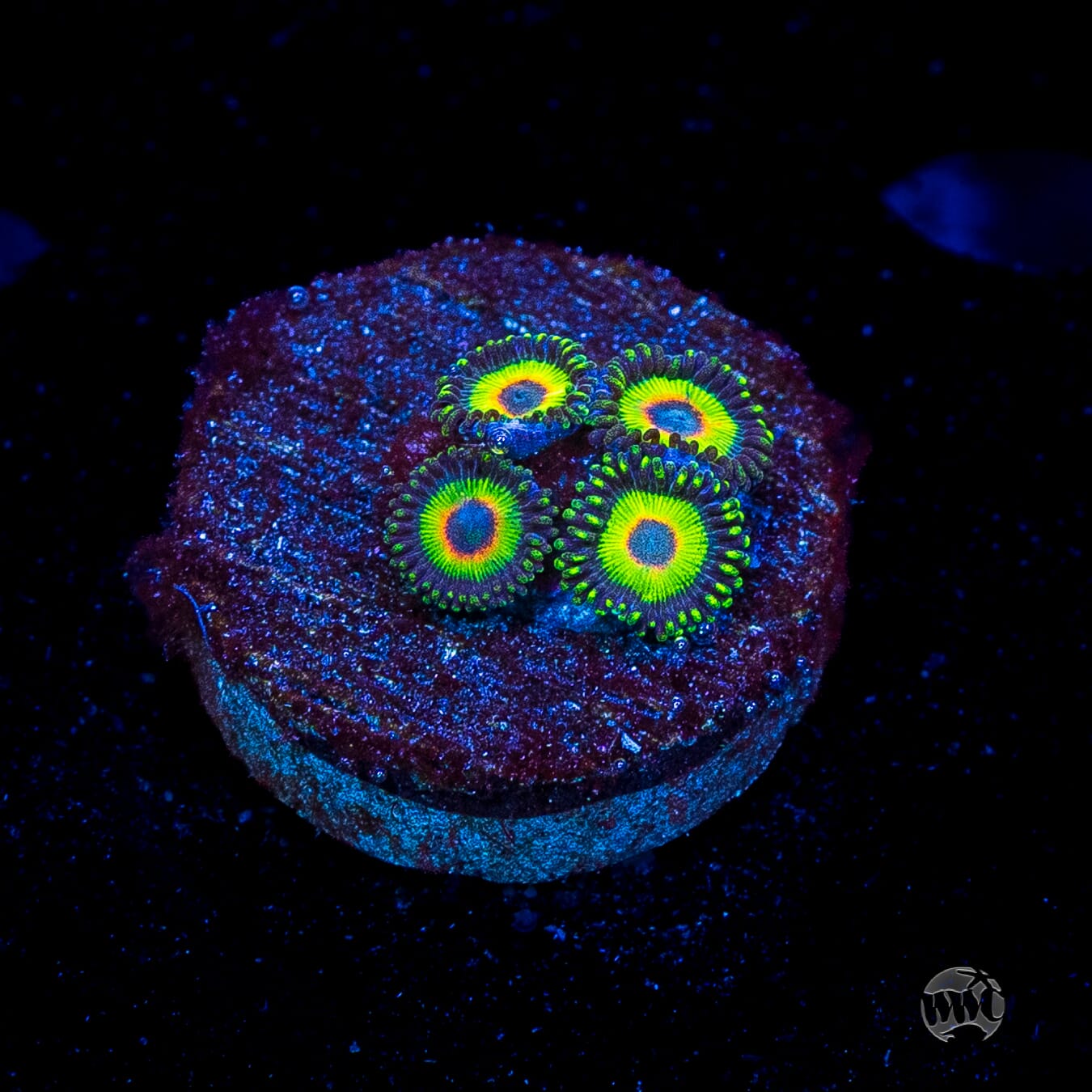 WWC Island Time Zoanthids