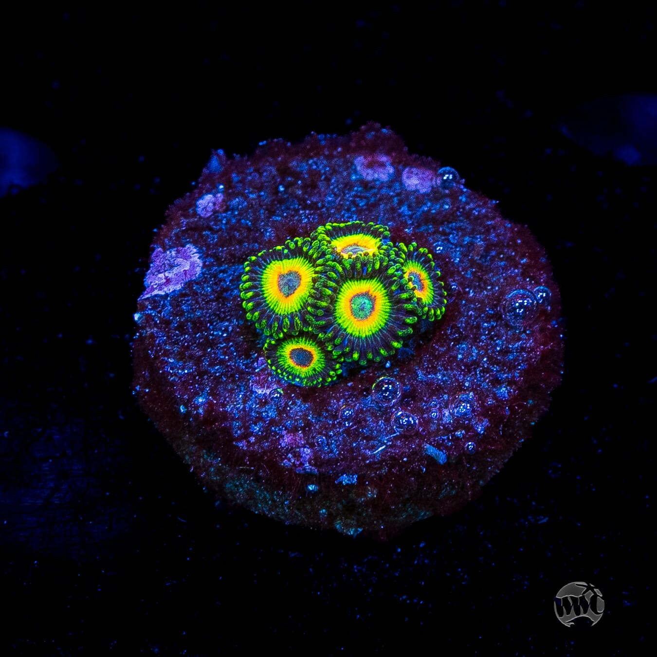 WWC Island Time Zoanthids