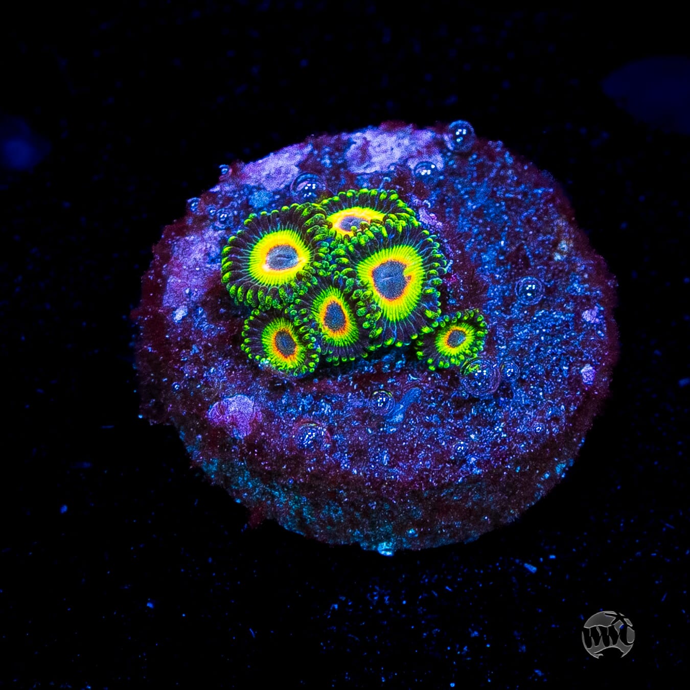 WWC Island Time Zoanthids