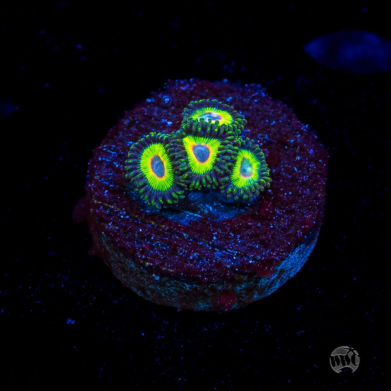 WWC Island Time Zoanthids