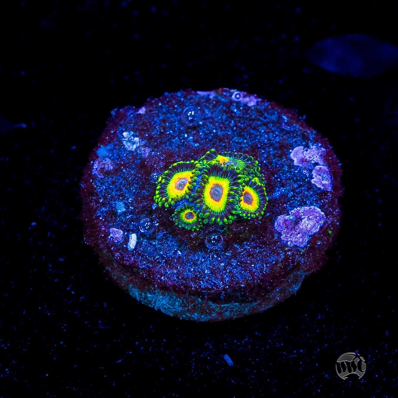 WWC Island Time Zoanthids