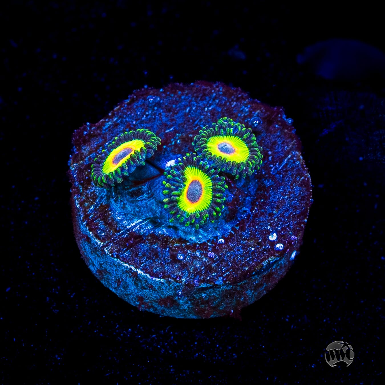 WWC Island Time Zoanthids