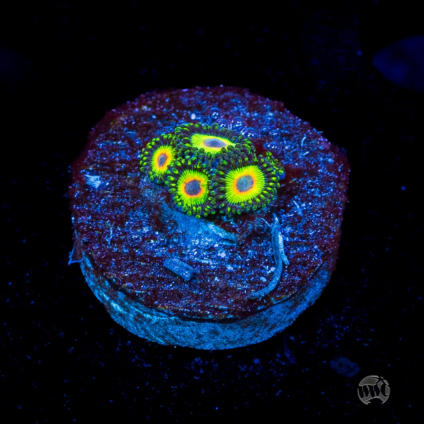 WWC Island Time Zoanthids