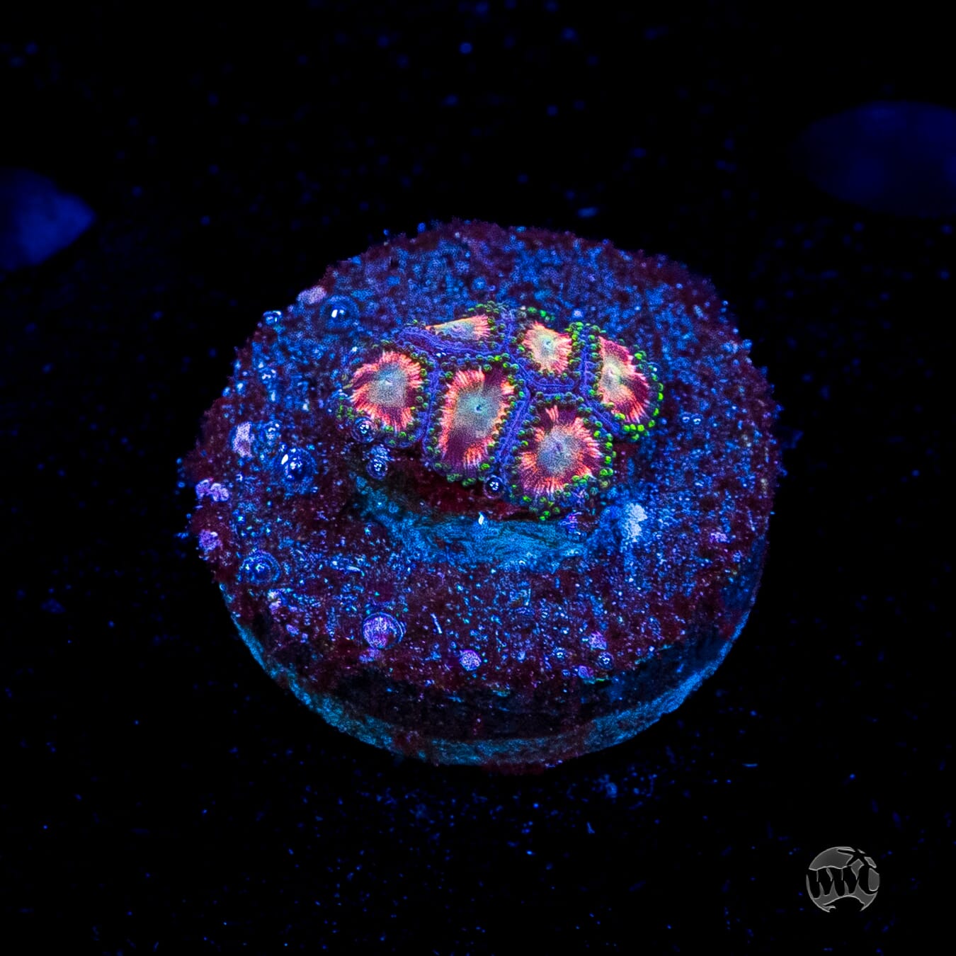 WWC Candy Stripe Zoanthids