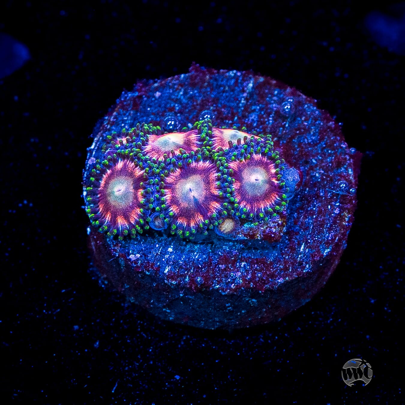 WWC Candy Stripe Zoanthids