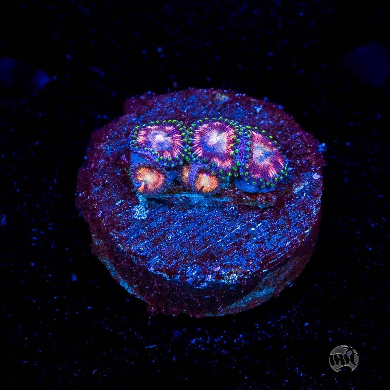 WWC Candy Stripe Zoanthids