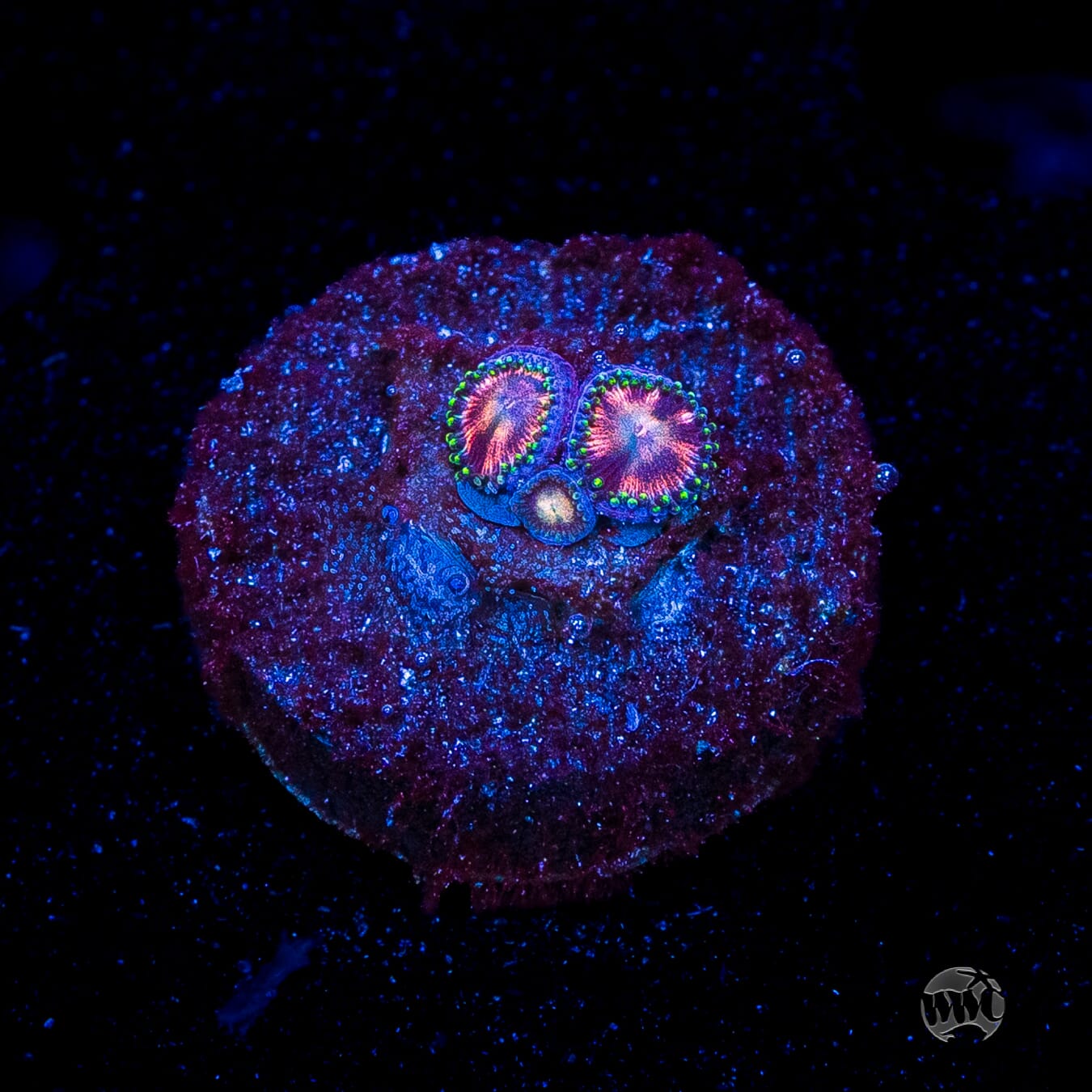 WWC Candy Stripe Zoanthids