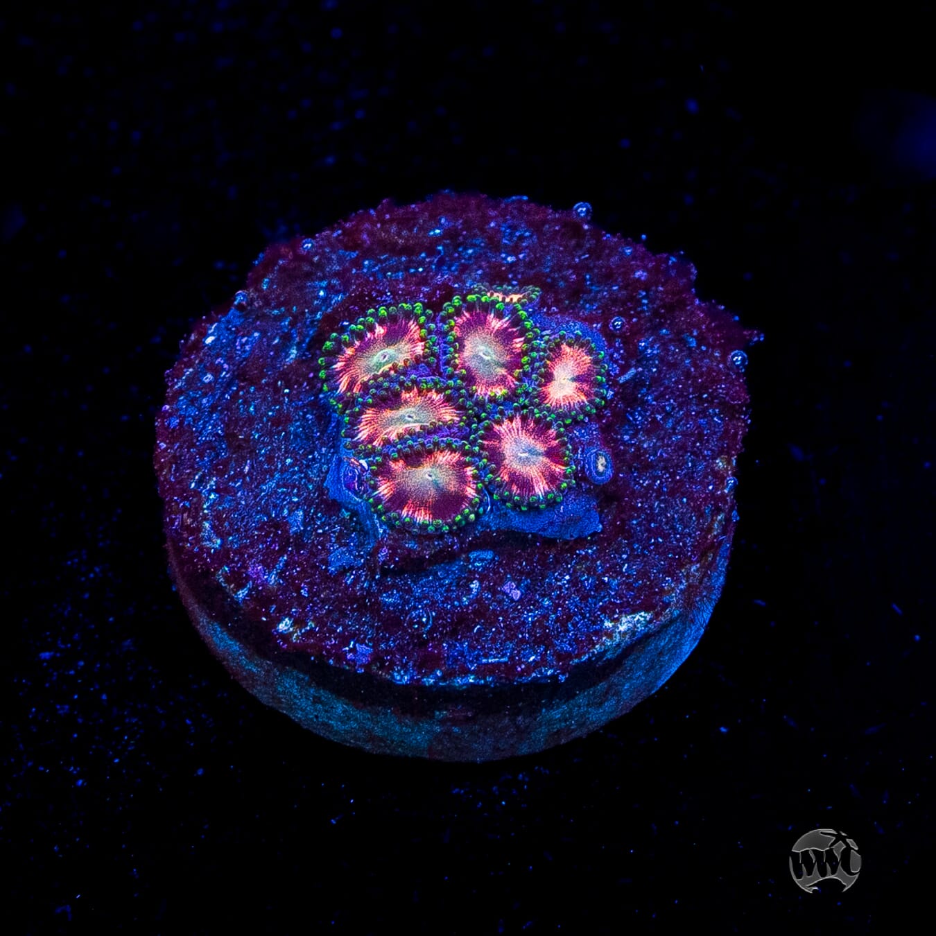 WWC Candy Stripe Zoanthids