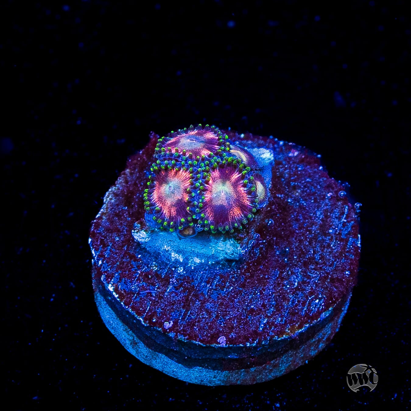 WWC Candy Stripe Zoanthids