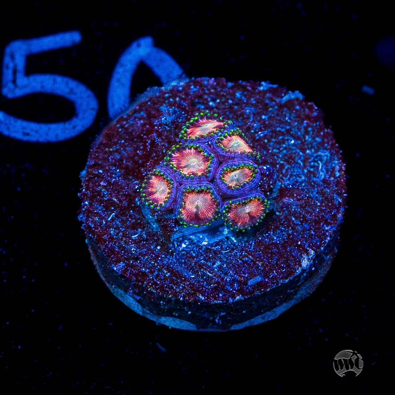 WWC Candy Stripe Zoanthids