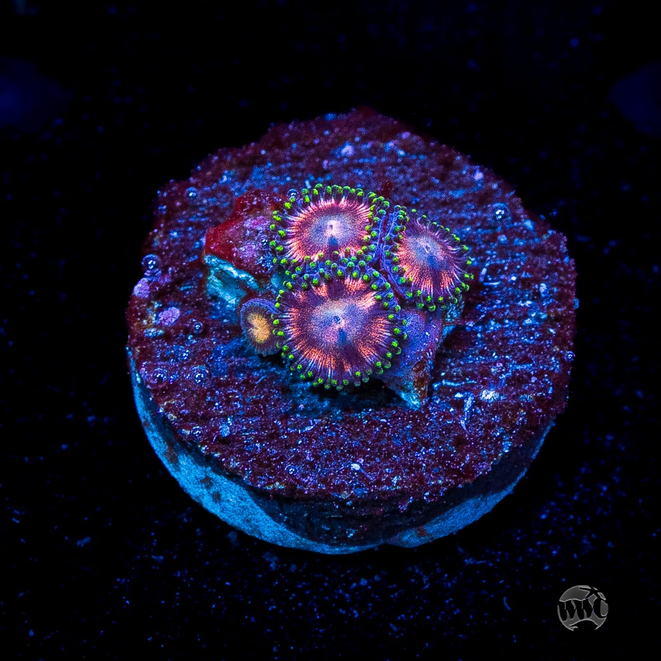 WWC Candy Stripe Zoanthids