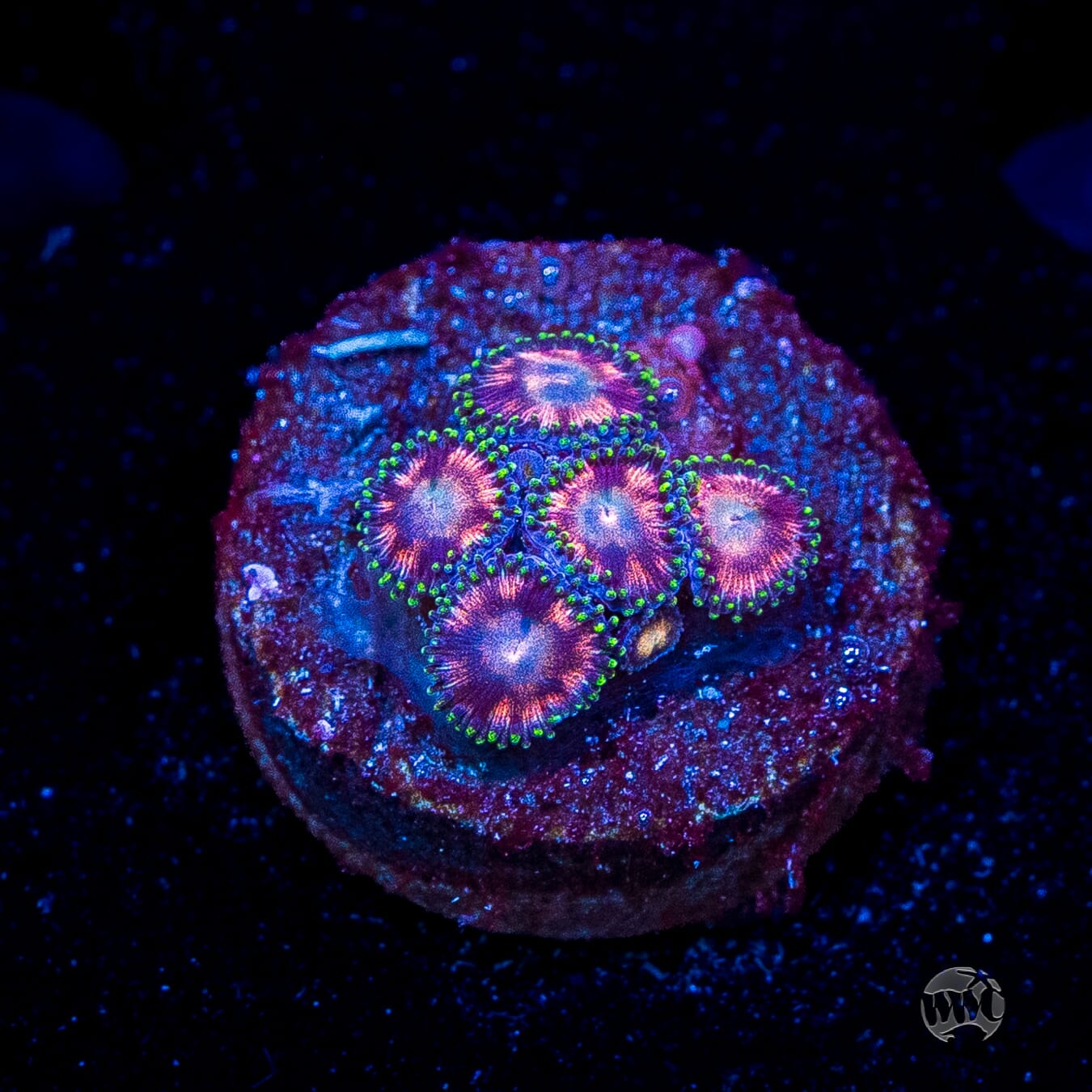 WWC Candy Stripe Zoanthids