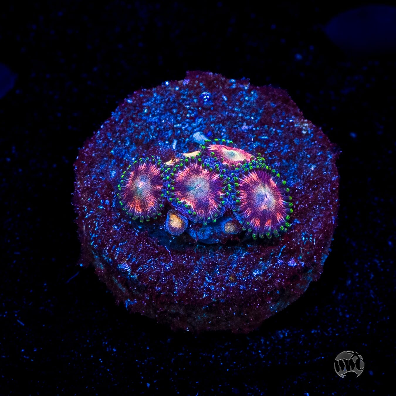WWC Candy Stripe Zoanthids