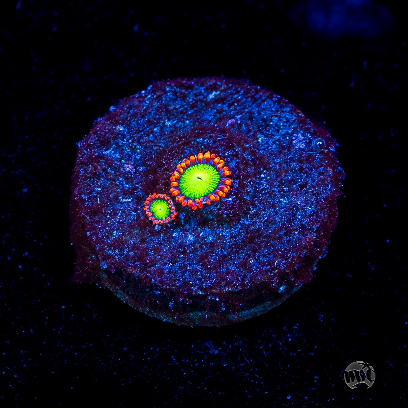 Goblins Fire Zoanthids