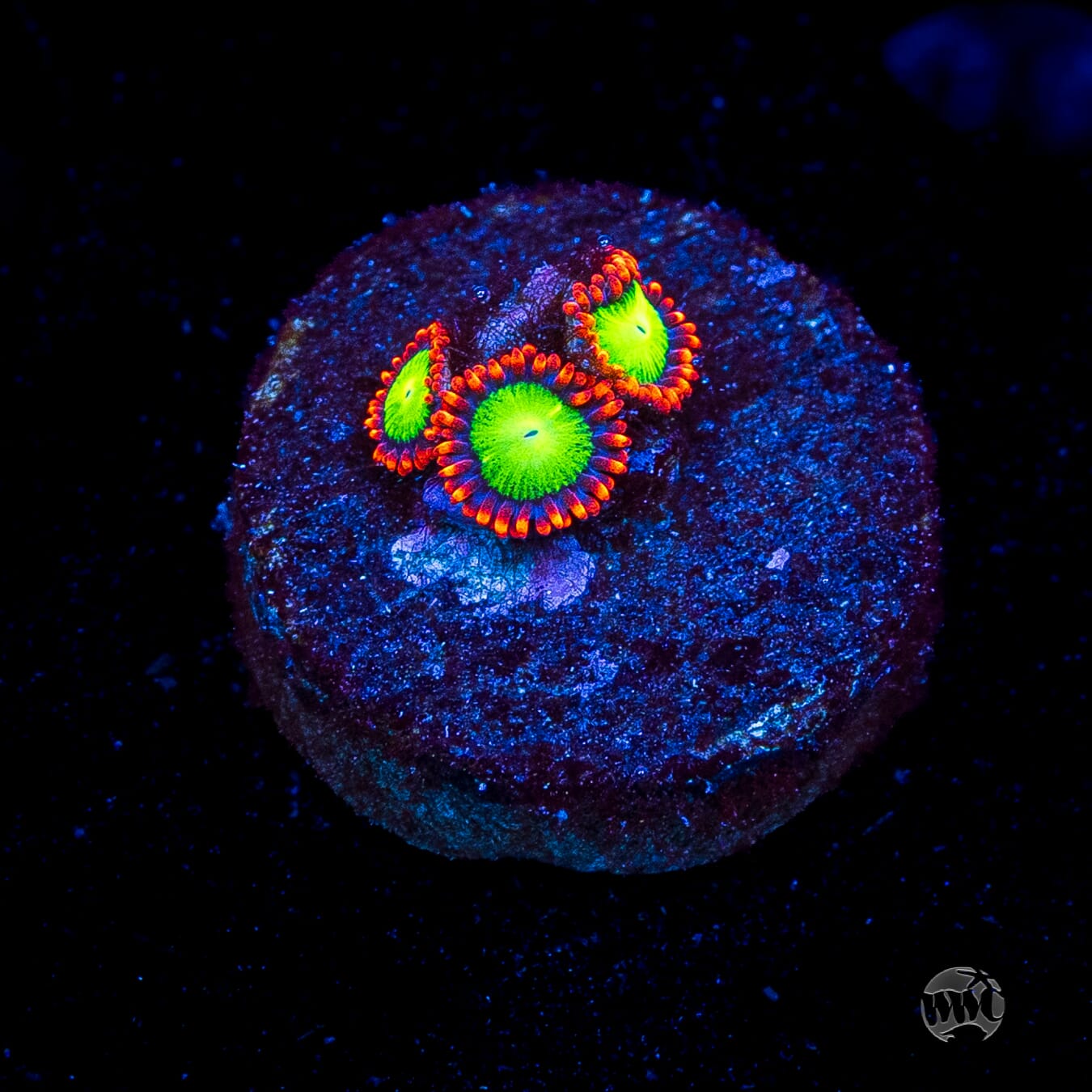 Goblins Fire Zoanthids