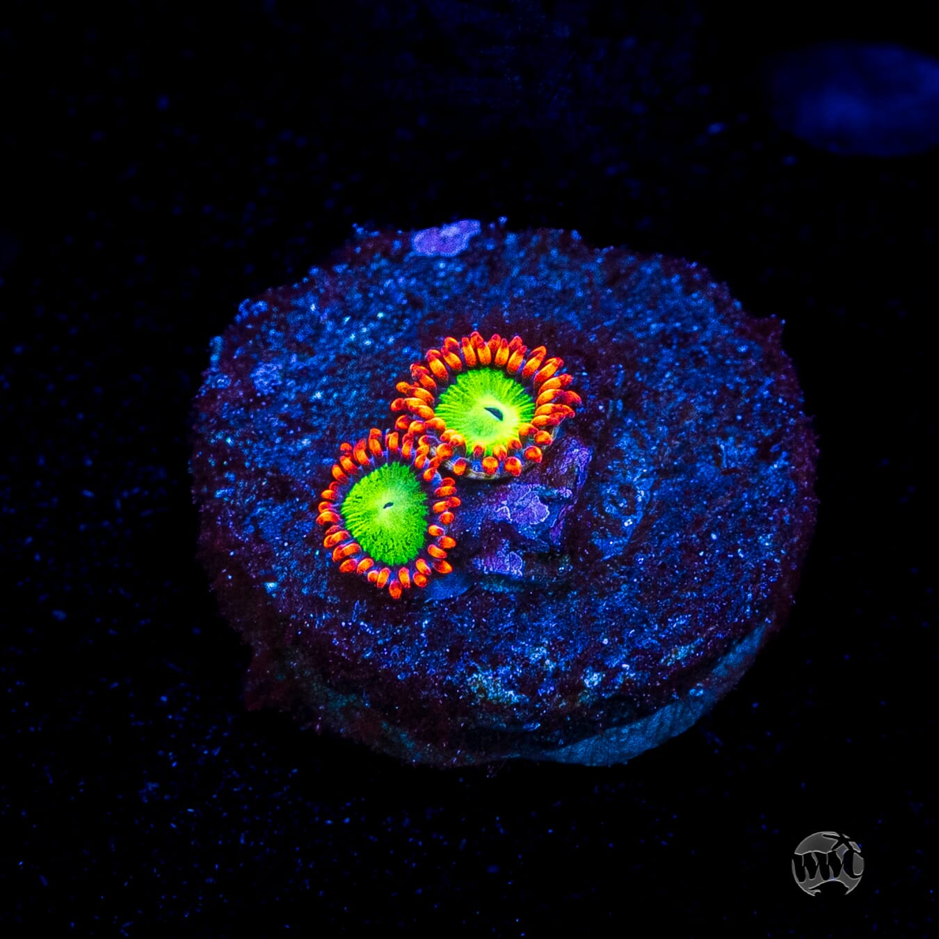 Goblins Fire Zoanthids