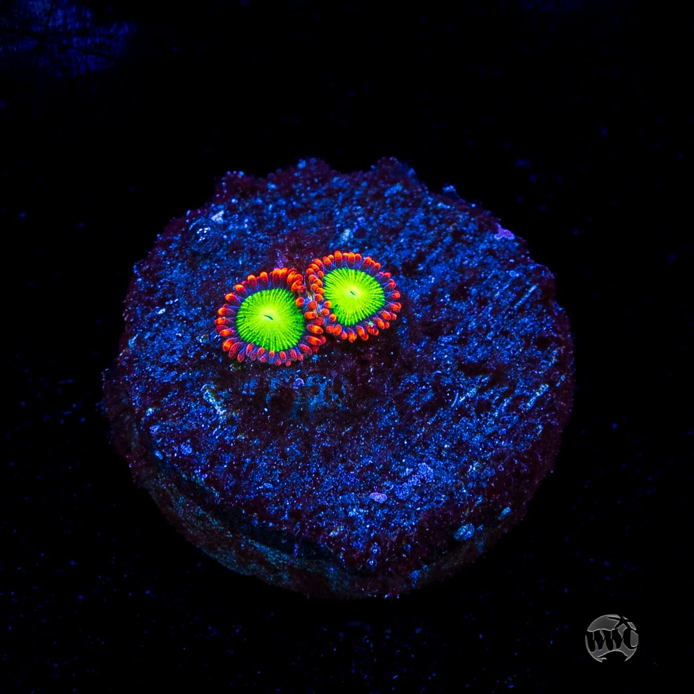 Goblins Fire Zoanthids