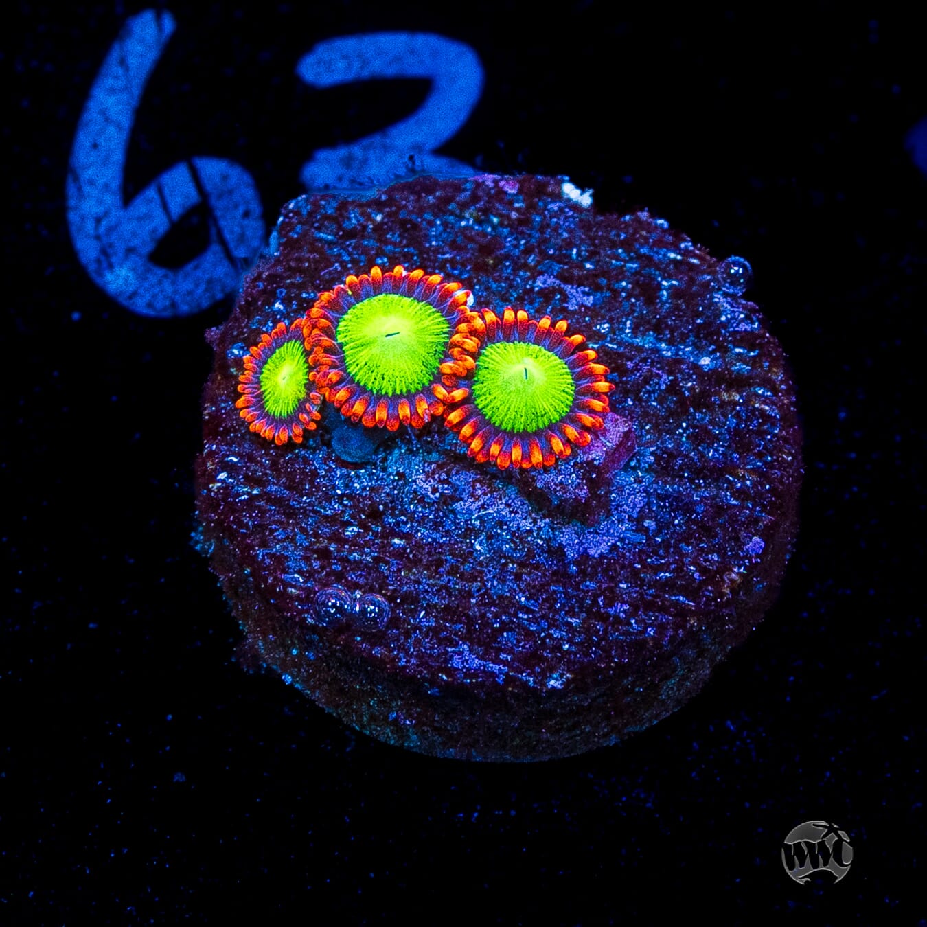 Goblins Fire Zoanthids