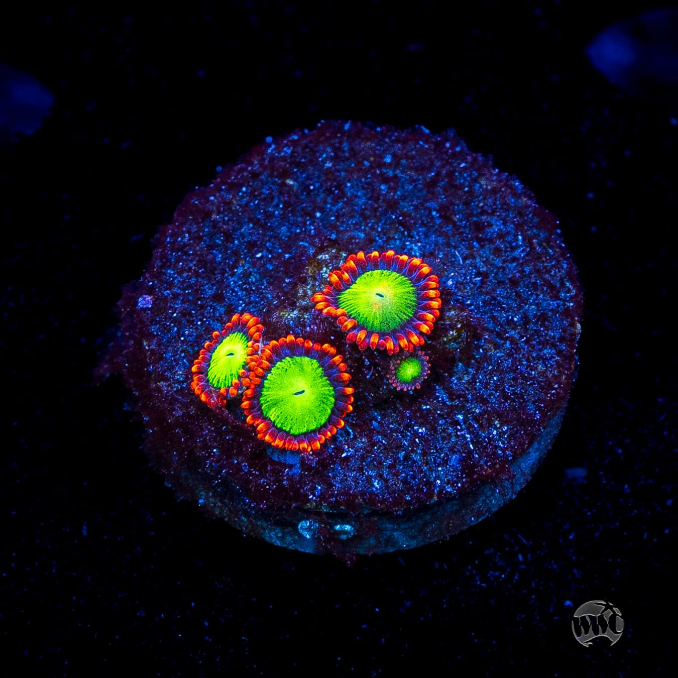 Goblins Fire Zoanthids