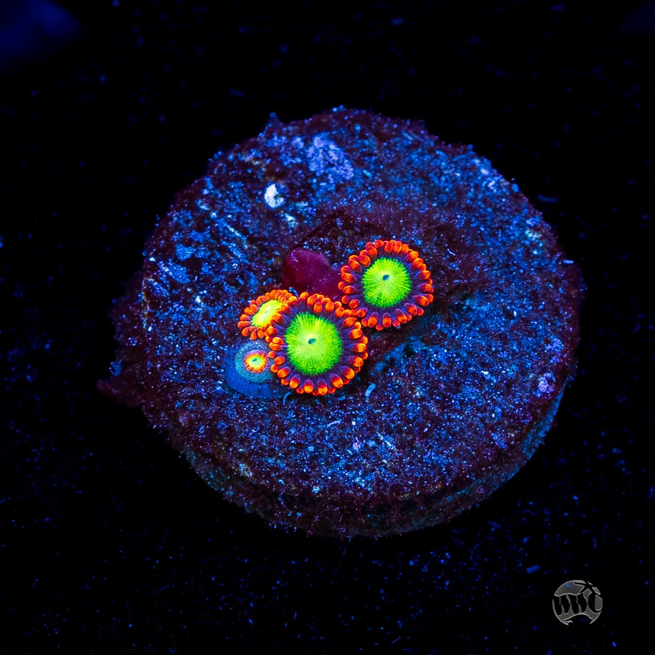 Goblins Fire Zoanthids