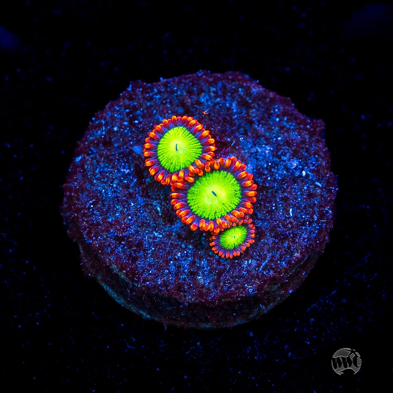 Goblins Fire Zoanthids