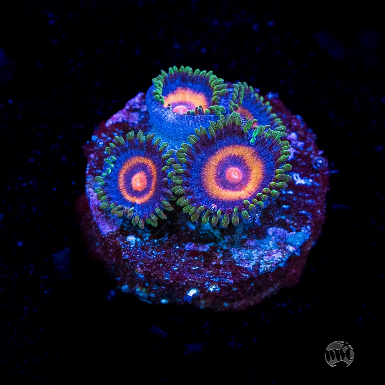 水槽 Friend Supergirls Zoanthids
