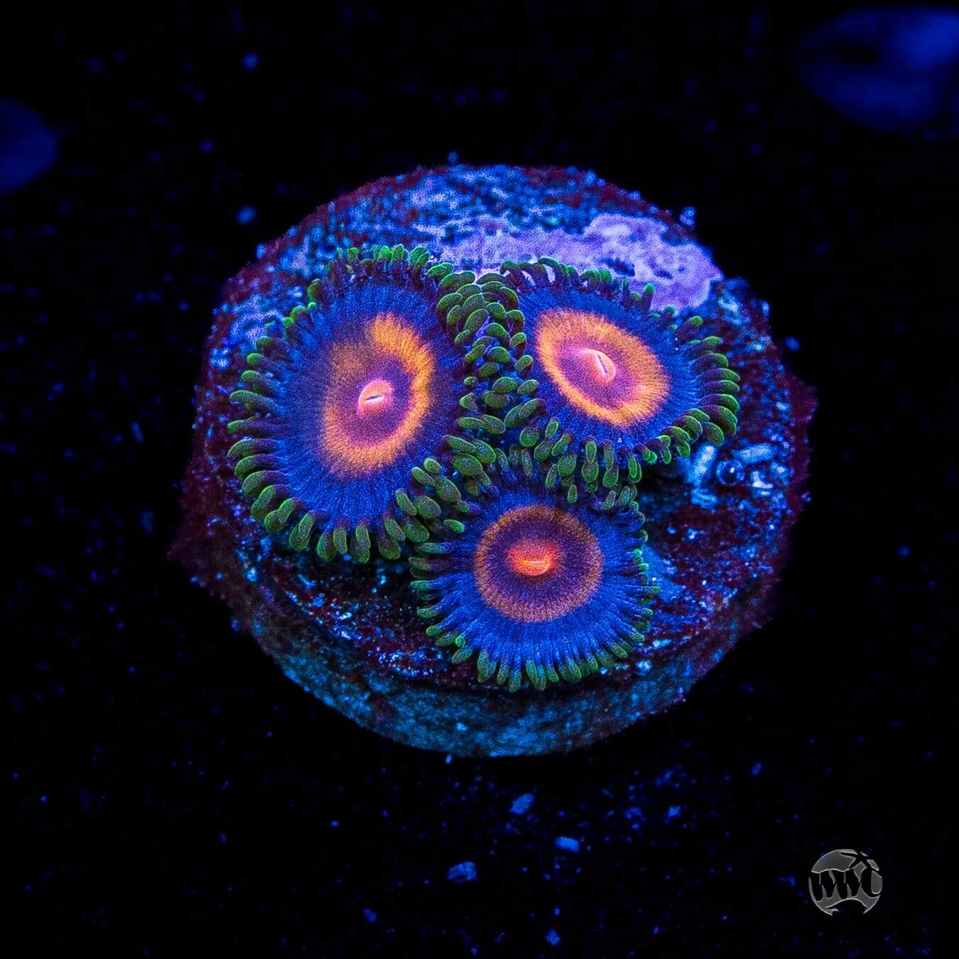 Supergirls Zoanthids
