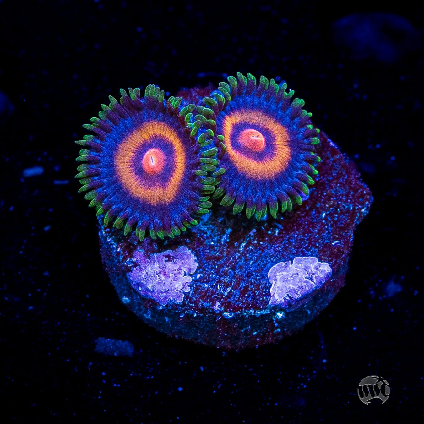 Supergirls Zoanthids